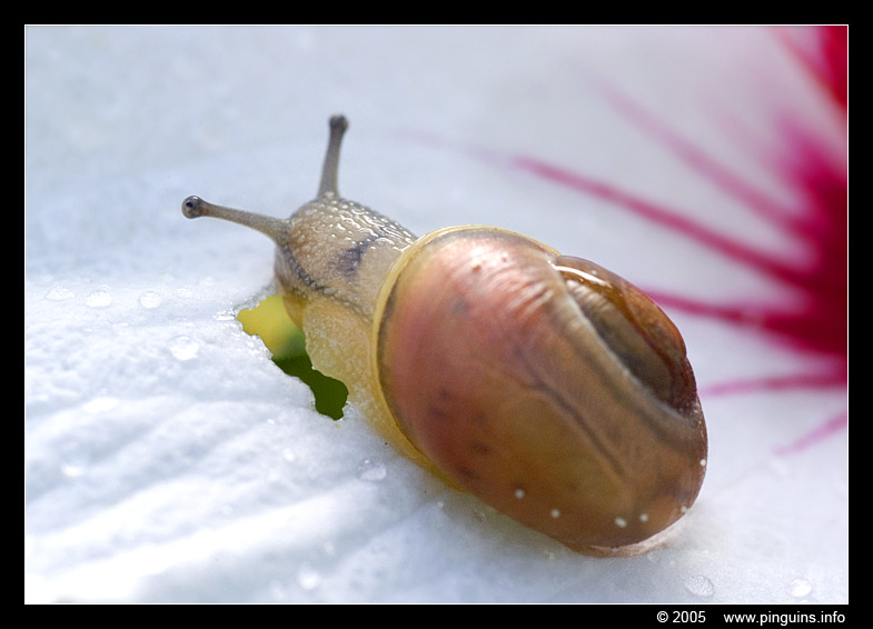 witgerande tuinslak ( Cepaea ...  )  white-lipped snail
Keywords: Cepaea witgerande tuinslak slak  snail white-lipped snail