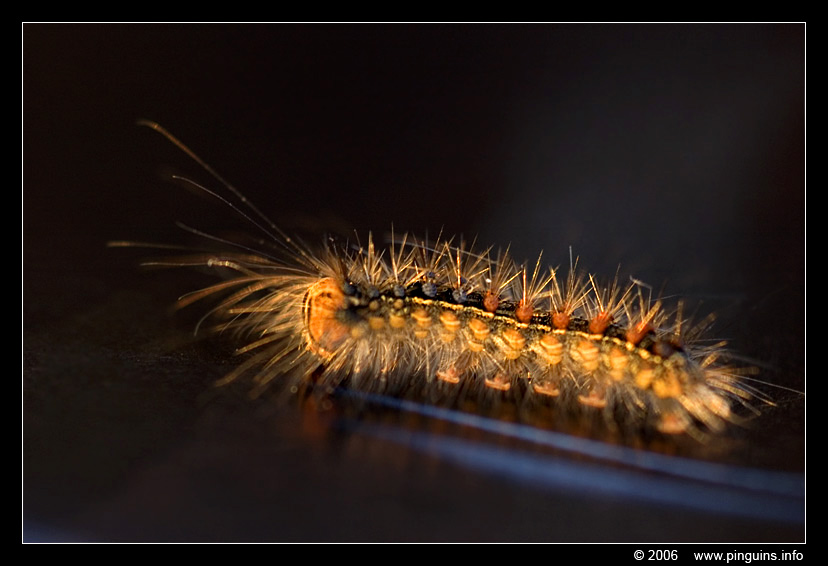 rups van plakker ( Lymantria dispar ) caterpillar
Trefwoorden: caterpillar  rups plakker Lymantria dispar