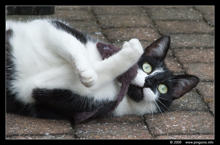 poes  ( Felis domestica ) cat   : Krieby
关键词: Felis domestica cat kat poes  Krieby
