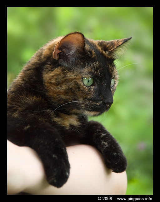 poes  ( Felis domestica ) cat   : Pruts
Keywords: Felis domestica cat kat poes Pruts