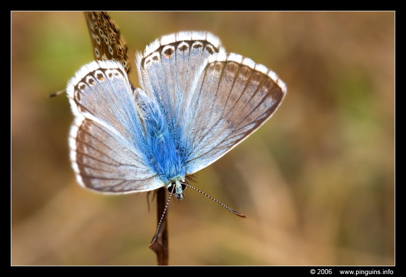 icarus blauwtje  ( Polyommatus icarus )  common blue
Paraules clau: Viroinval Nismes Fondry des Chiens Belgie Belgium vlinder butterfly Polyommatus icarus icarus blauwtje common blue
