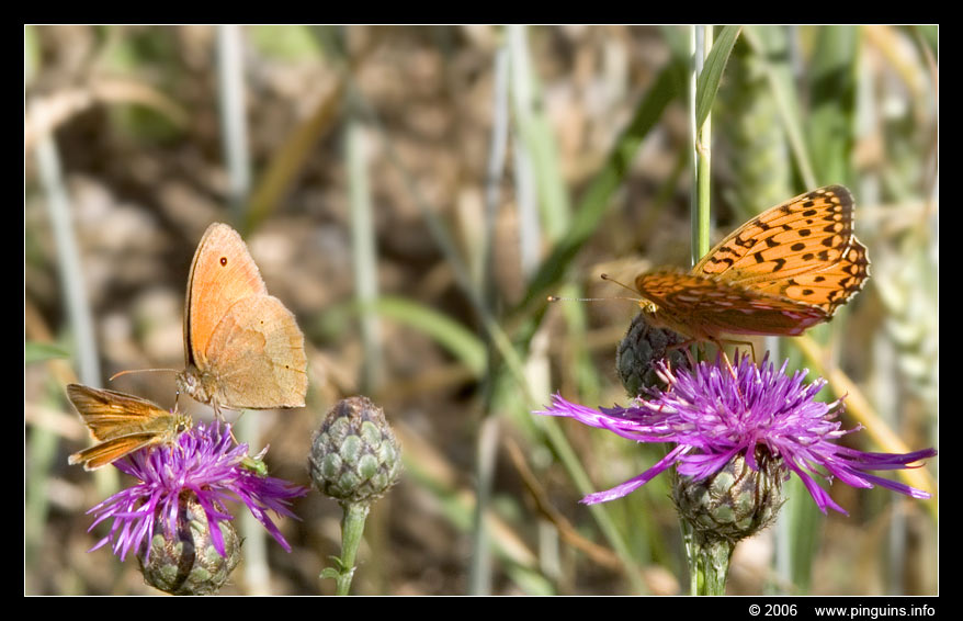 butterflies   vlinders
Ключови думи: Viroinval Nismes Fondry des Chiens Belgie Belgium vlinder butterfly