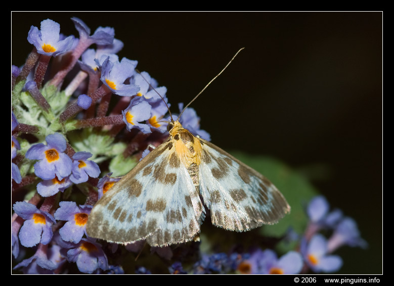 brandnetelmot  ( Eurrhypara hortulata )  small magpie
Keywords: vlinder butterfly Eurrhypara hortulata brandnetelmot small magpie