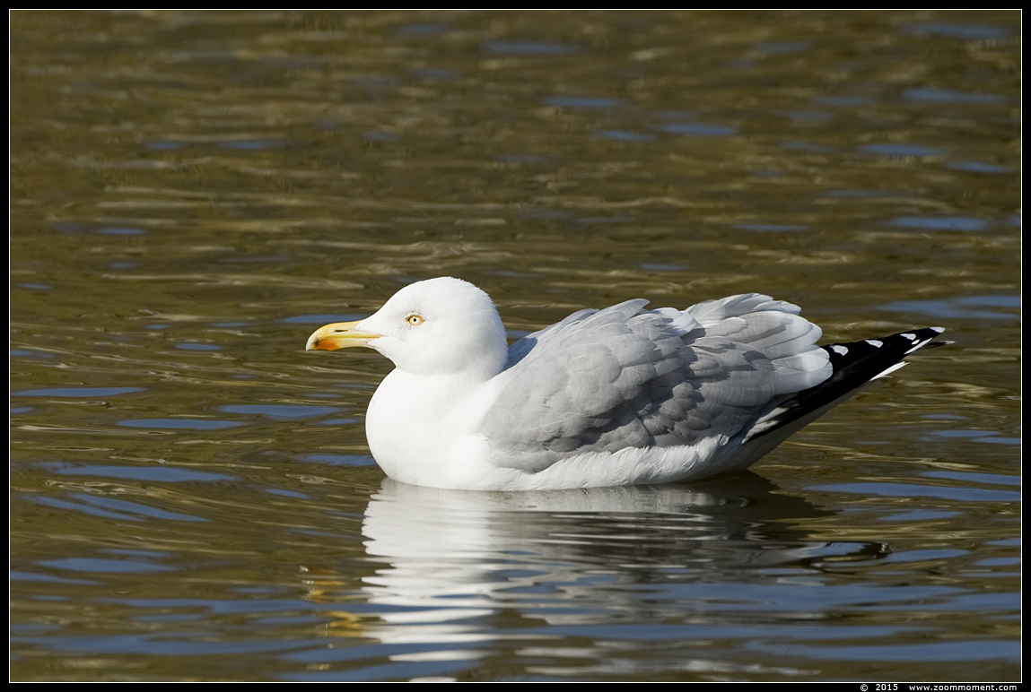 meeuw  sea gull
Trefwoorden: meeuw gull Rotterdam