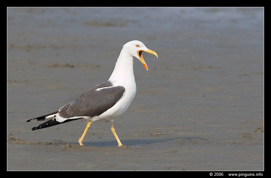 meeuw  ( Larus species )  sea gull
Trefwoorden: meeuw Larus sea gull zee