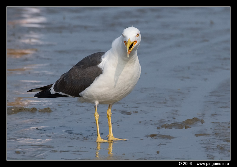 meeuw  ( Larus species )  sea gull
Trefwoorden: meeuw Larus sea gull zee