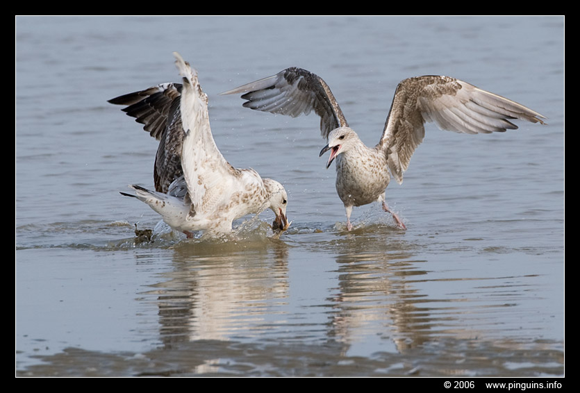 meeuw  ( Larus species )  sea gull
Keywords: meeuw Larus sea gull zee