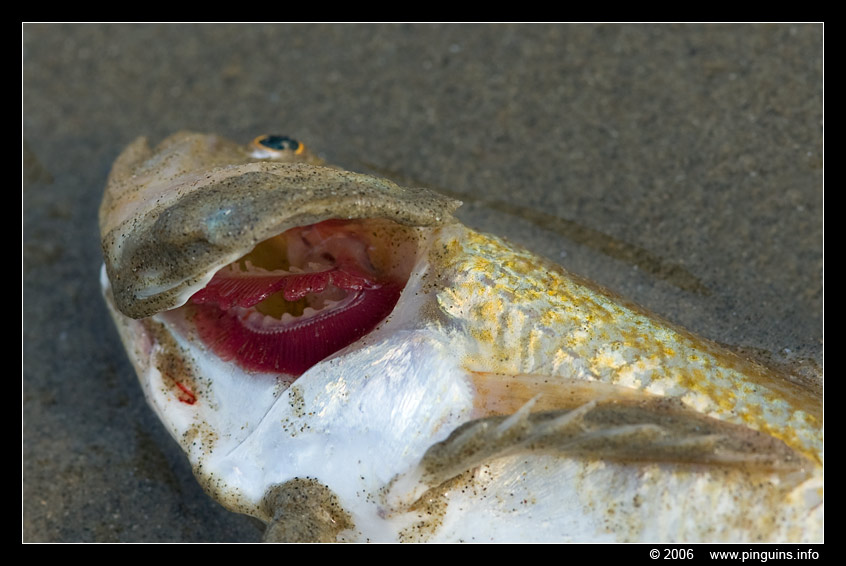 dode vis   death fish
Trefwoorden: dode vis death fish Noordzee Northsea kieuwen