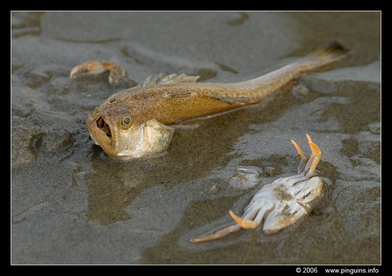dode vis   death fish
Trefwoorden: dode vis death fish Noordzee Northsea