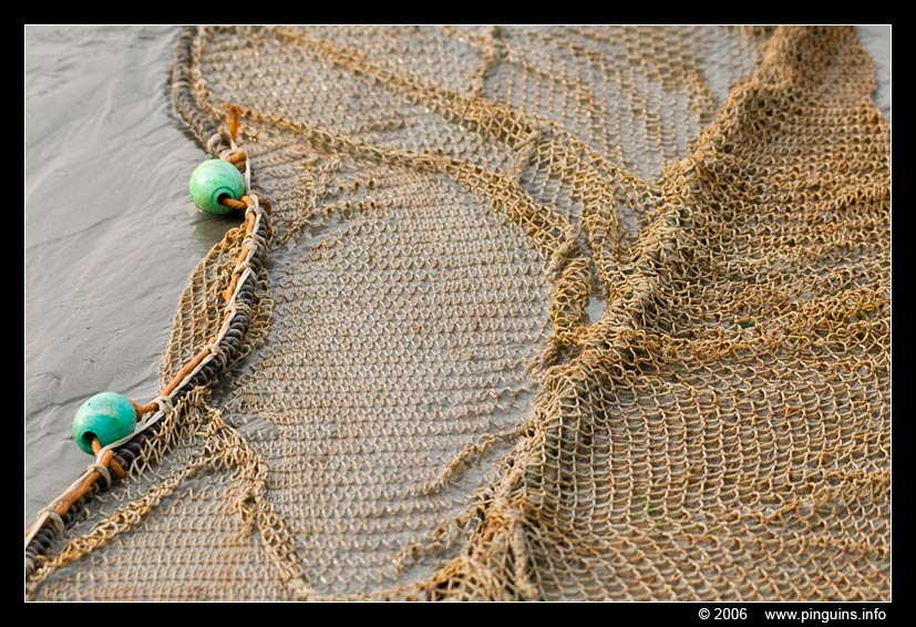 garnaalvissers   ( Koksijde Belgium)  shrimpers
Trefwoorden: garnaalvissers Noordzee Northsea België Belgium Koksijde shrimpers