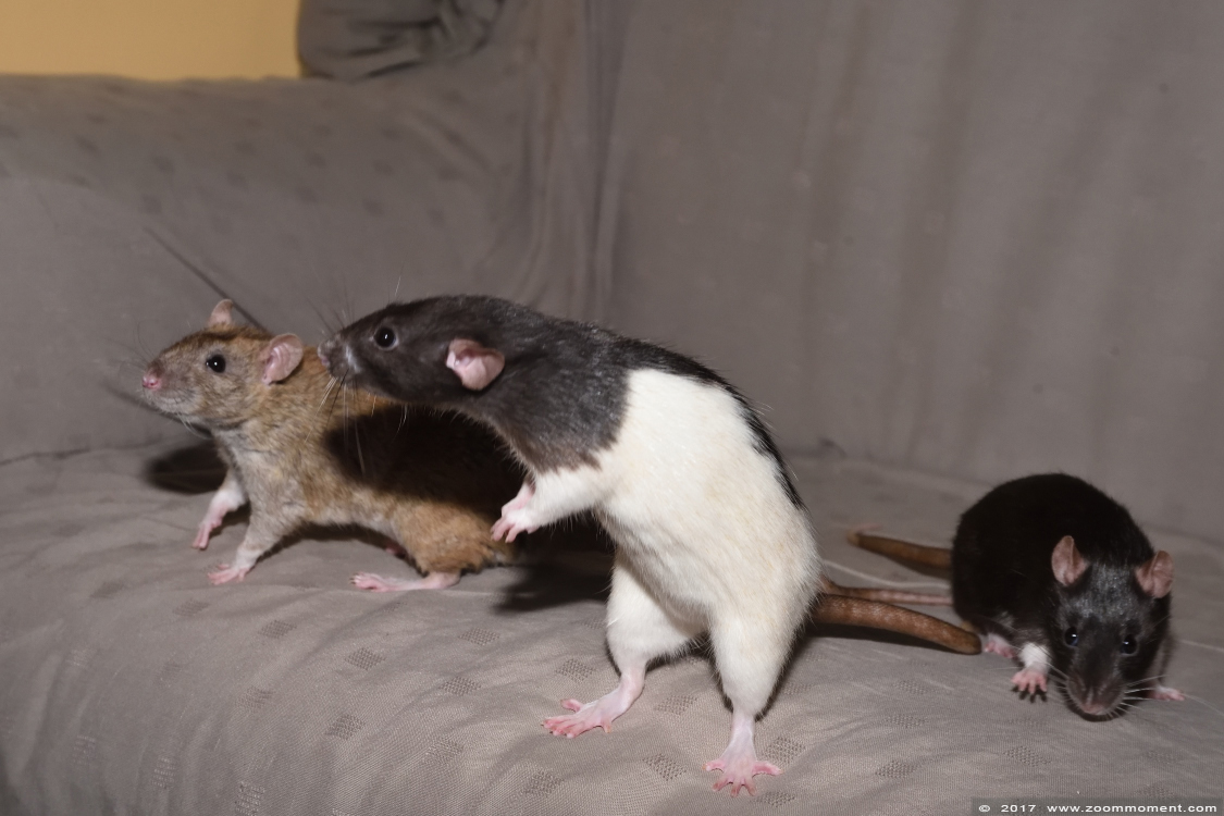 ratje Strix en Nyra  ( Rattus norvegicus )
Trefwoorden: Rattus norvegicus rat Strix Nyra