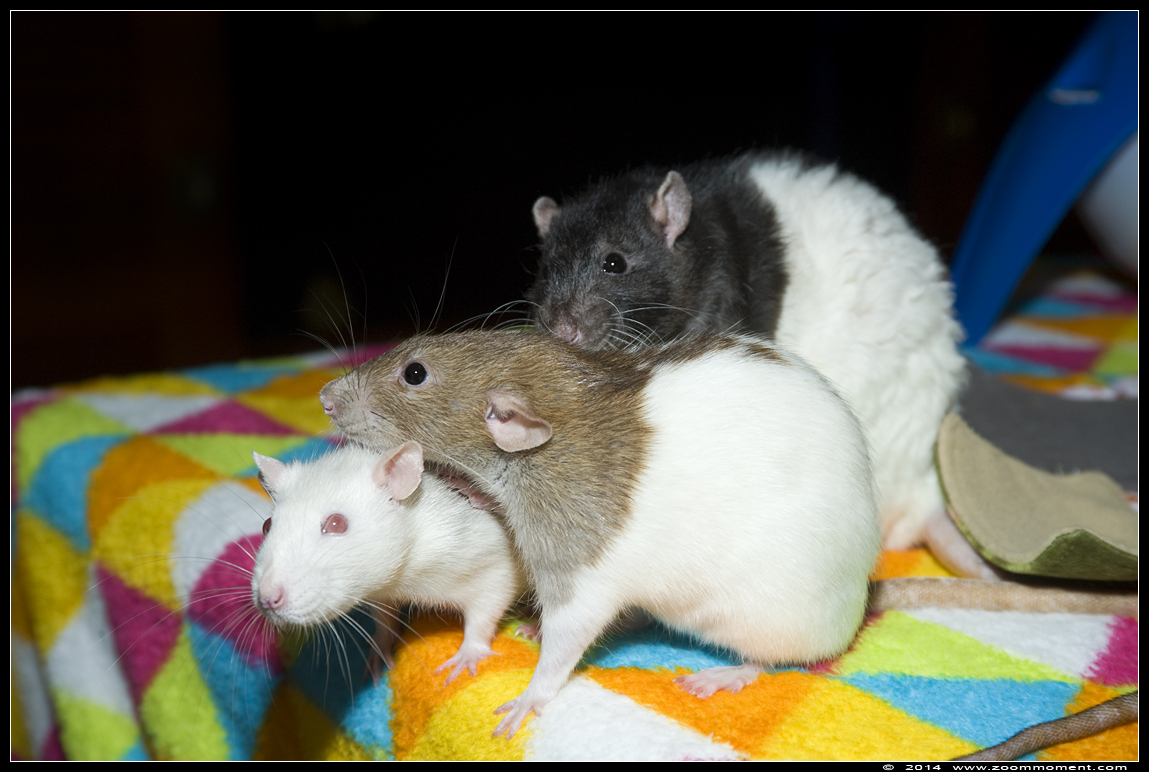 ratje Mist , Crèmeke en Brownie  ( Rattus norvegicus )
Trefwoorden: Rattus norvegicus rat Mist Crèmeke Brownie