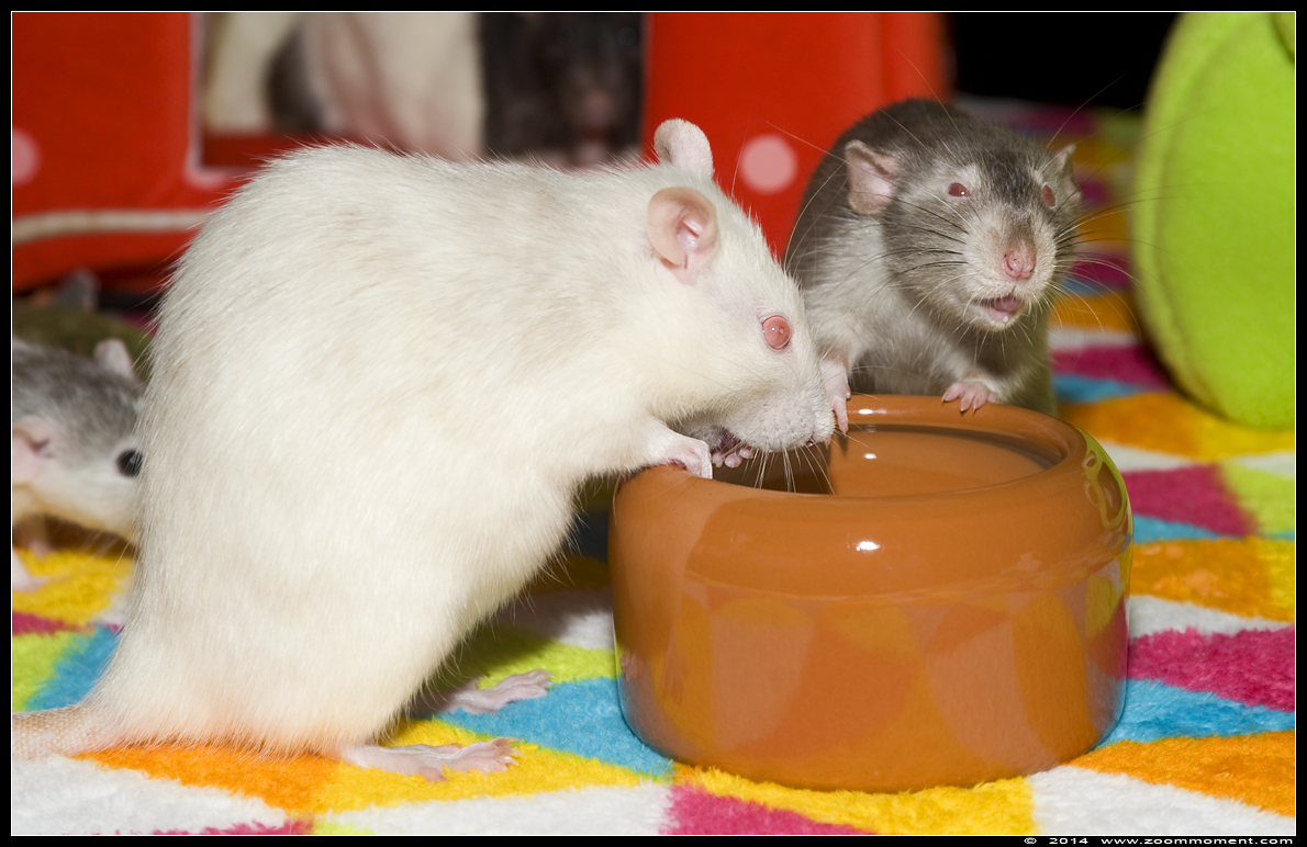 ratje Layla en Crèmeke  ( Rattus norvegicus )
Trefwoorden: Rattus norvegicus rat Layla Crèmeke