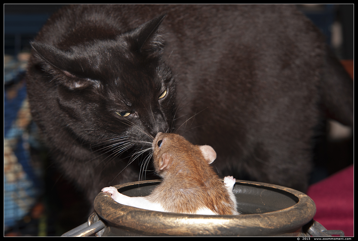poes ( Felis domestica ) cat : Luna en ratje Brownie 
Trefwoorden: Rattus norvegicus rat Brownie Luna