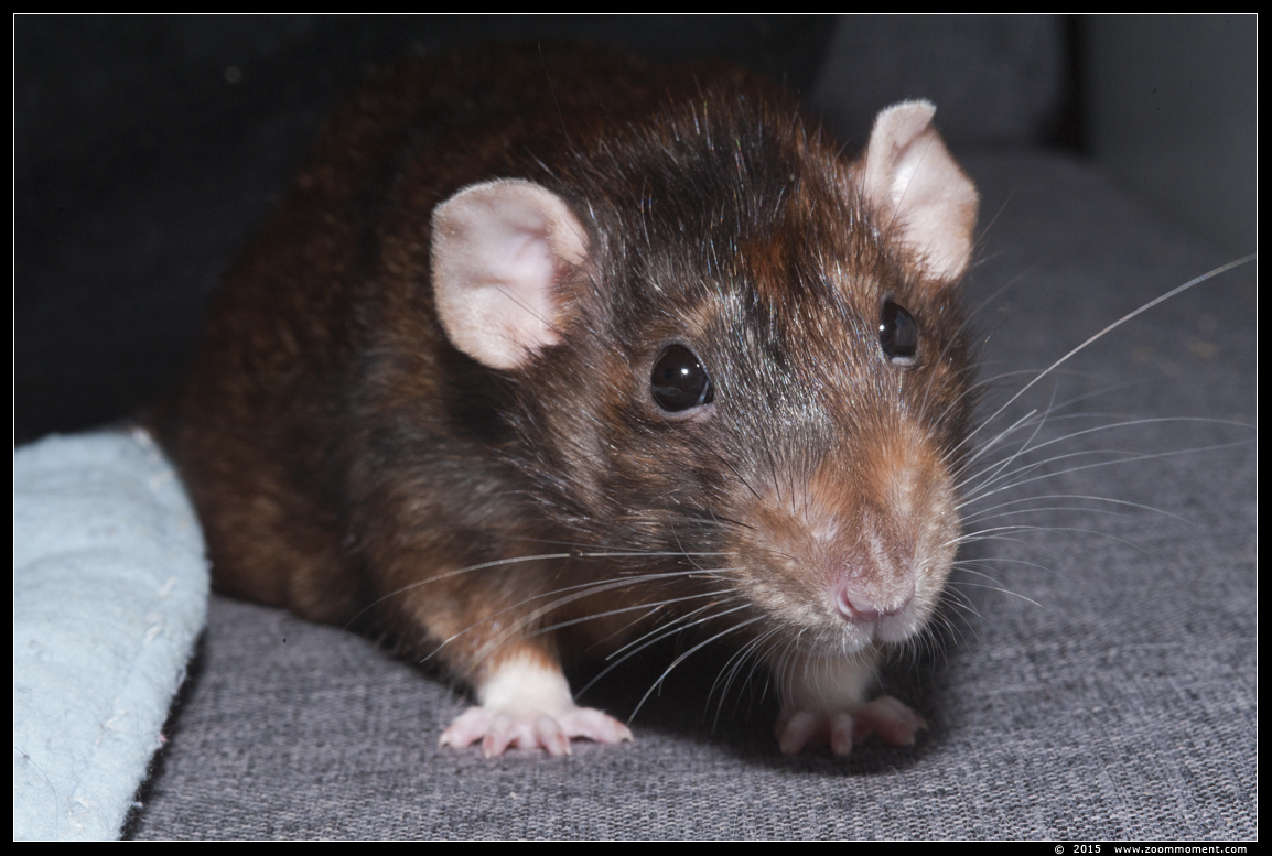 ratje Bo  ( Rattus norvegicus )
Trefwoorden: Rattus norvegicus rat Bo