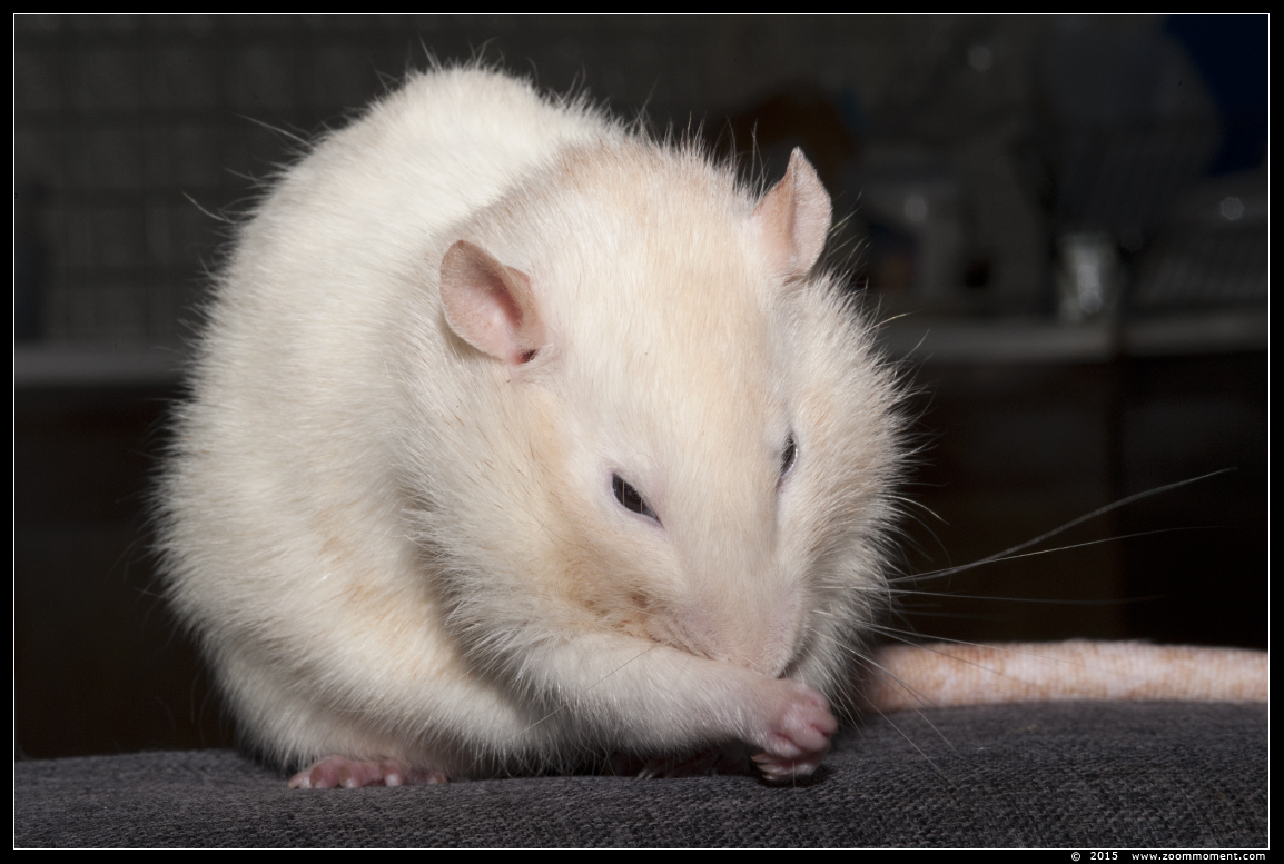ratje Dino  ( Rattus norvegicus )
Trefwoorden: Rattus norvegicus rat Dino