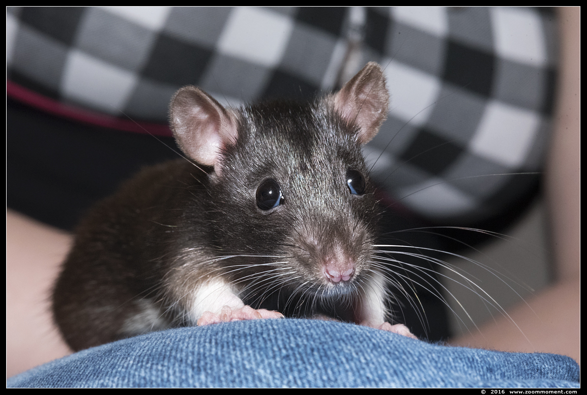 ratje Gylfie  ( Rattus norvegicus )
Palabras clave: Rattus norvegicus rat Gylfie