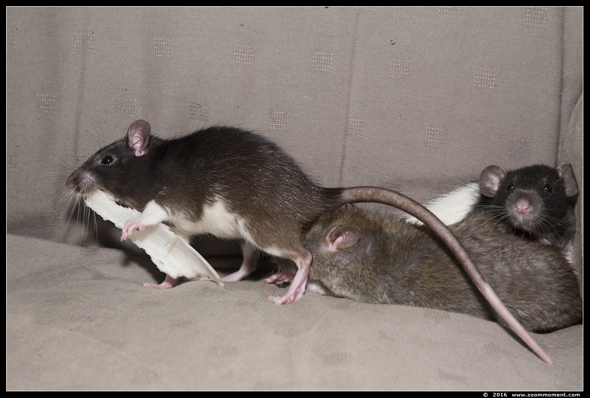 ratje Gylfie  ( Rattus norvegicus )
الكلمات الإستدلالية(لتسهيل البحث): Rattus norvegicus rat Gylfie