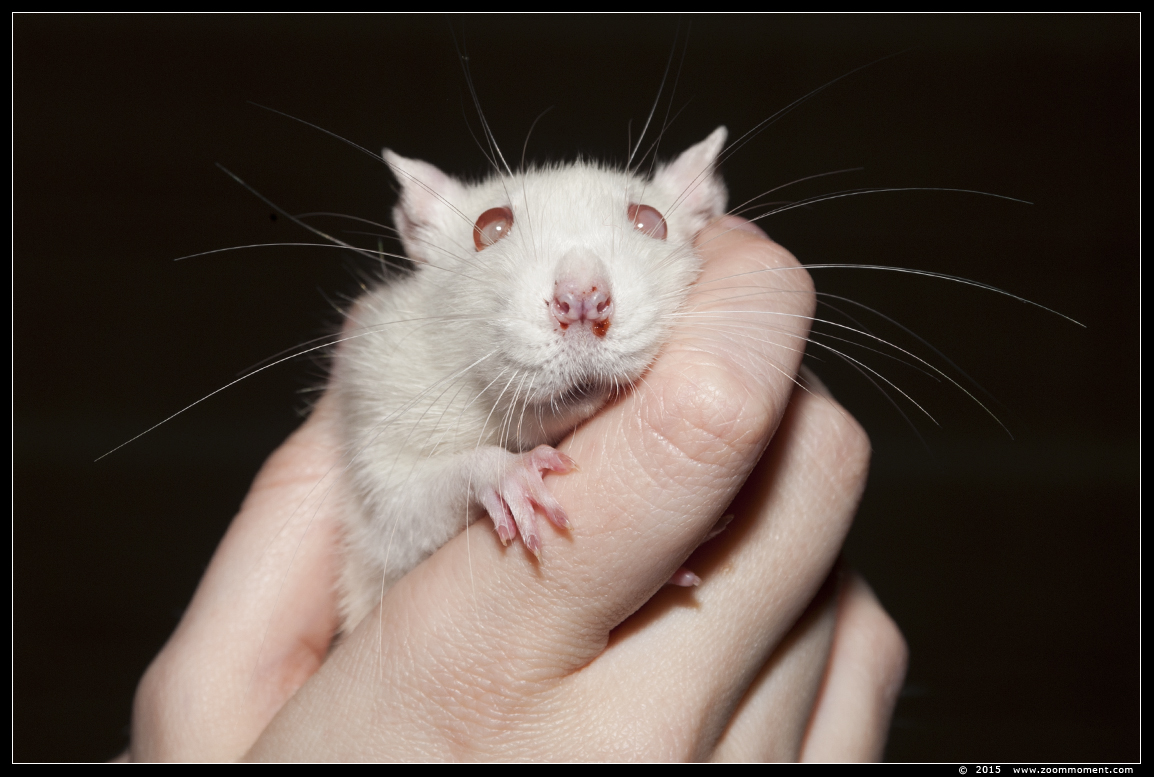 ratje Crémeke  ( Rattus norvegicus )
Trefwoorden: Rattus norvegicus rat  Crémeke