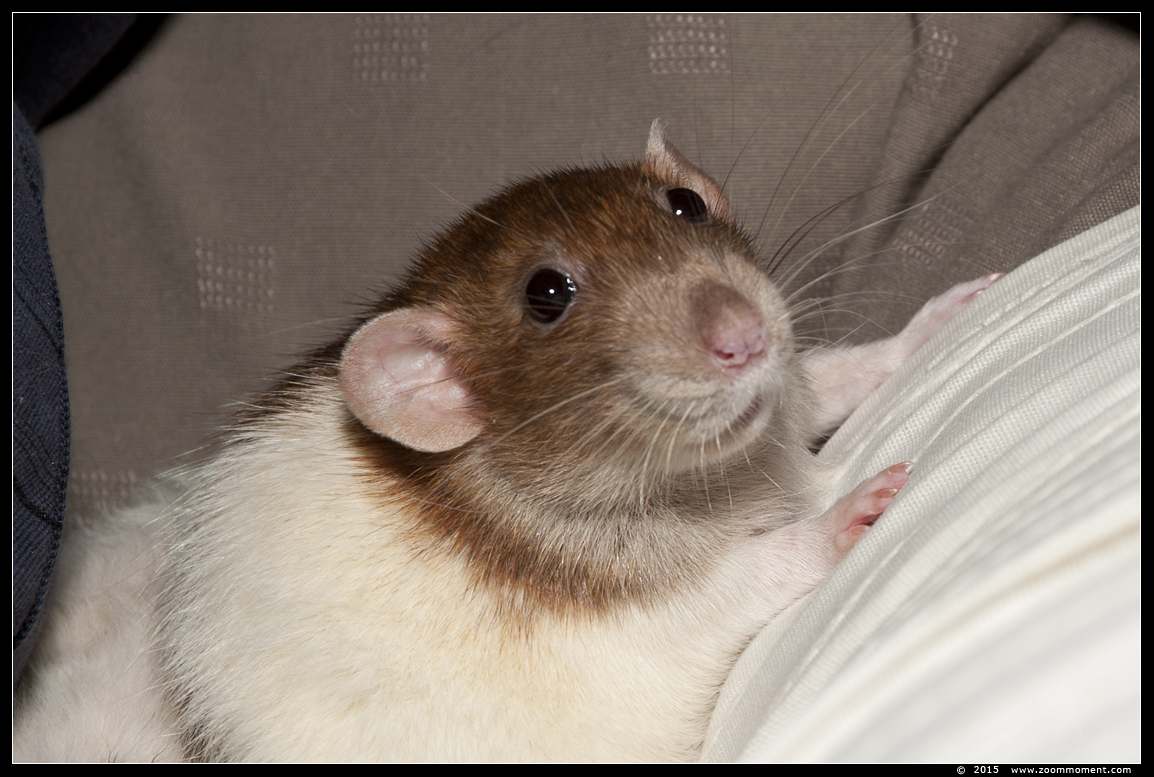 ratje Brownie  ( Rattus norvegicus )
Trefwoorden: Rattus norvegicus rat Brownie