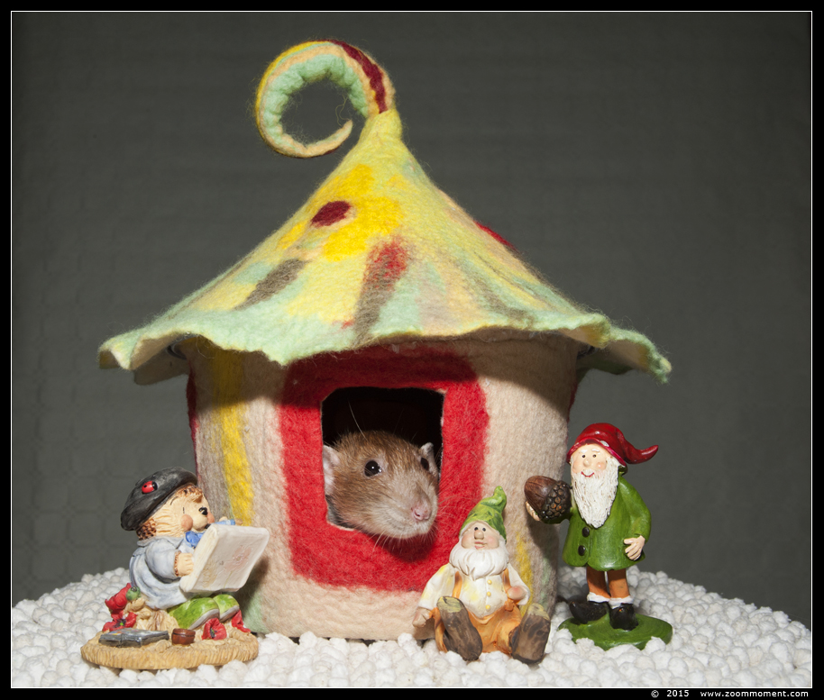 ratje Brownie  ( Rattus norvegicus )
Trefwoorden: Rattus norvegicus rat Brownie