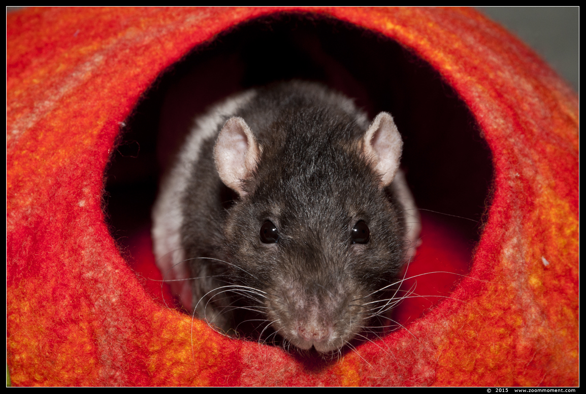 ratje Mist ( Rattus norvegicus )
Trefwoorden: Rattus norvegicus rat Mist