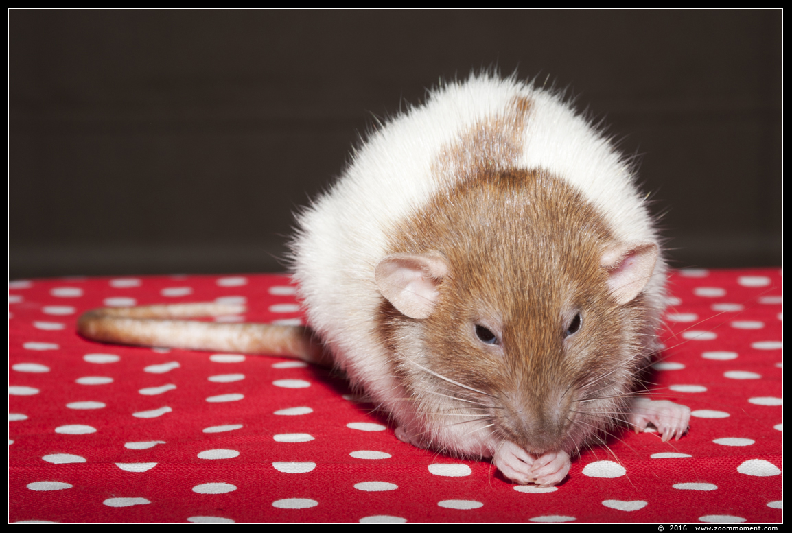 ratje Brownie ( Rattus norvegicus )
Trefwoorden: Rattus norvegicus rat  Brownie