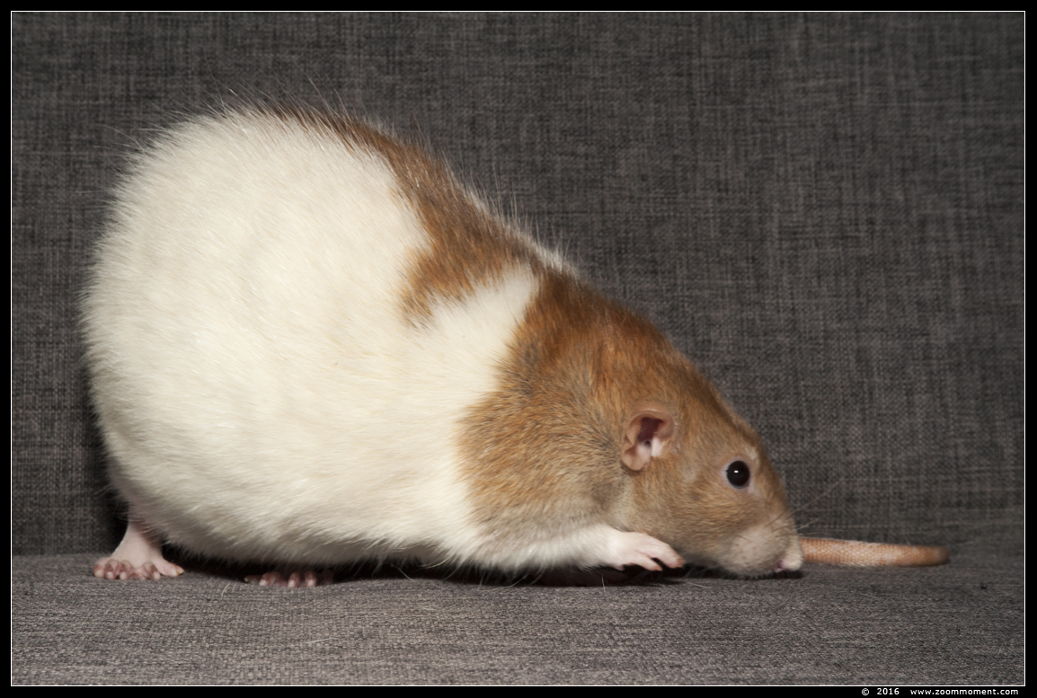 ratje Sisu ( Rattus norvegicus )
Trefwoorden: Rattus norvegicus rat Sisu