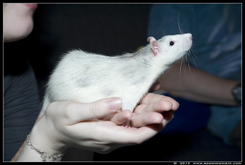 ratje Dino  ( Rattus norvegicus )
Trefwoorden: Rattus norvegicus rat Dino