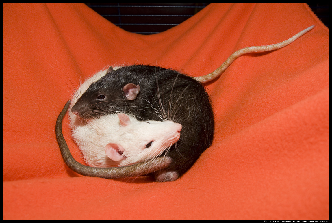ratje Dino en Bo  ( Rattus norvegicus )
Trefwoorden: Rattus norvegicus rat Dino Bo