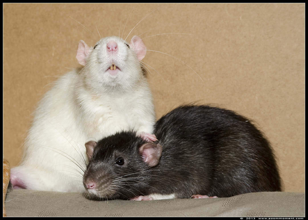 ratje Dino en Bo ( Rattus norvegicus )
Trefwoorden: Rattus norvegicus rat Bo Dino