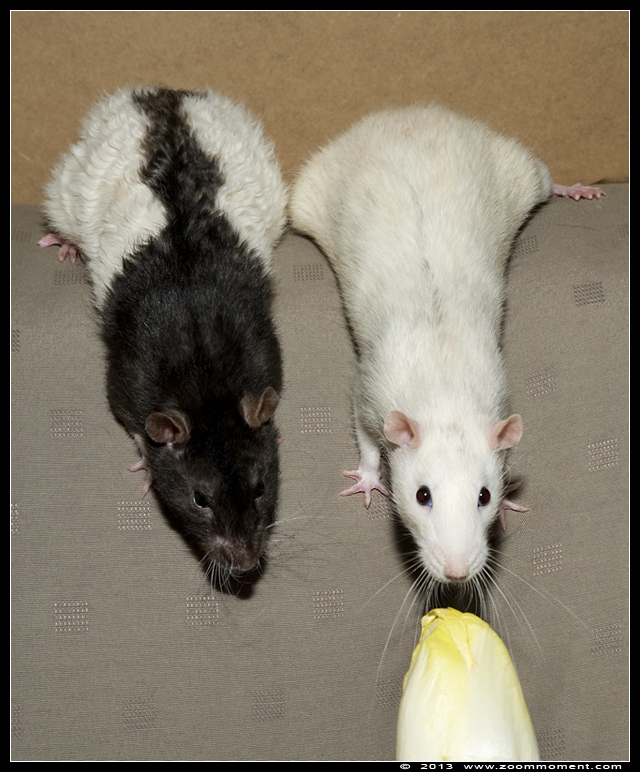 ratje Dino en Mist  ( Rattus norvegicus )
Trefwoorden: Rattus norvegicus rat Mist  Dino
