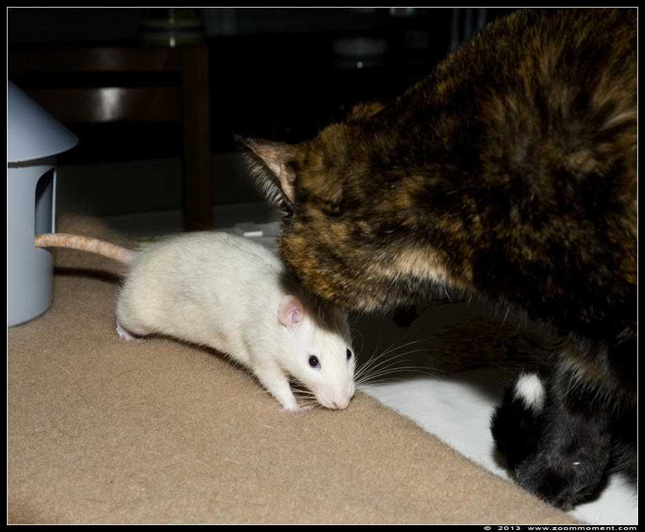 ratje Dino  ( Rattus norvegicus ) en poes Pruts
Trefwoorden: Rattus norvegicus rat  Dino