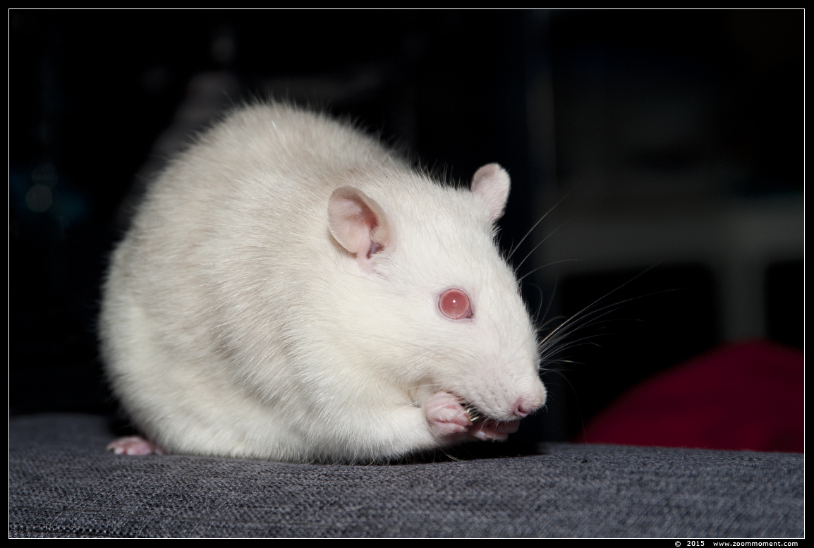 ratje Crémeke  ( Rattus norvegicus )
Trefwoorden: Rattus norvegicus rat Crémeke