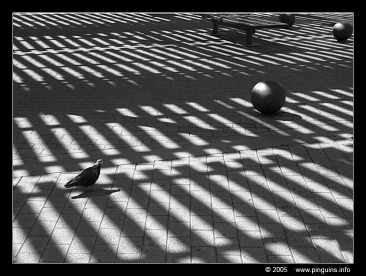 La Gomera
الكلمات الإستدلالية(لتسهيل البحث): La Gomera pigeon, duif shadow schaduw