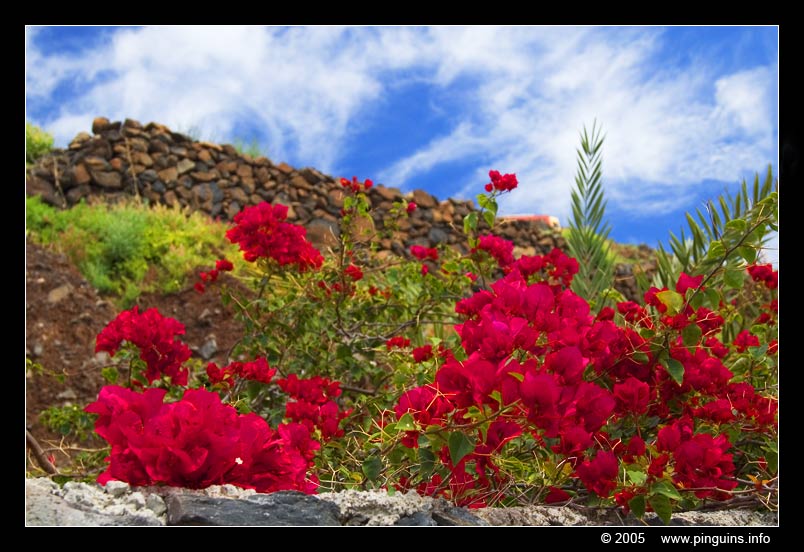 La Gomera
Keywords: La Gomera flower red bloem rood