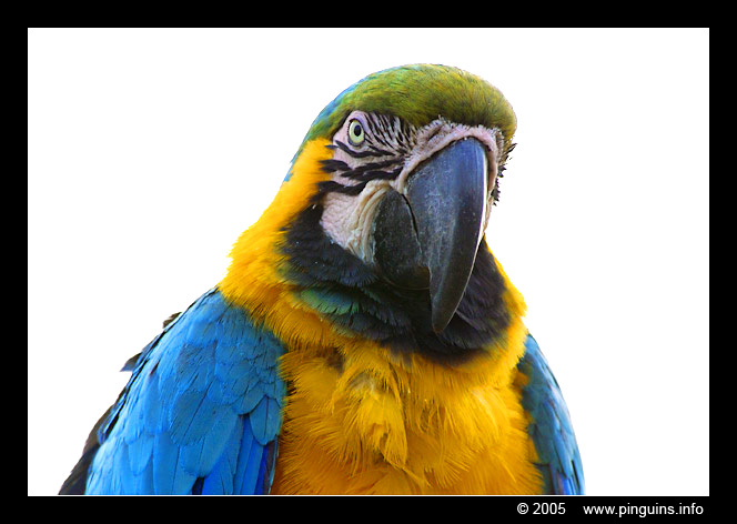 blauwgele ara  ( Ara ararauna )  blue and yellow macaw
Parque exotico (Tenerife)

Trefwoorden: Parque exotico Tenerife Ara ararauna blauwgele ara blue and yellow macaw