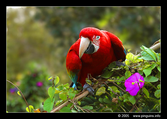 geelvleugelara  ( Ara macao )  scarlet macaw
Parque exotico (Tenerife) 
Keywords: Parque exotico Tenerife Ara macao scarlet macaw geelvleugelara ara vogel bird