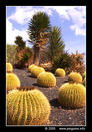 cactus   cactee
Trefwoorden: Parque exotico Tenerife Cactus cactee