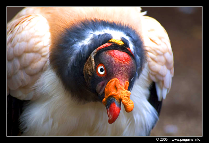 koningsgier ( Sarcocamphus papa ) king vulture
Trefwoorden: Las Aguilas Tenerife Sarcocamphus papa koningsgier king vulture vogel bird gier