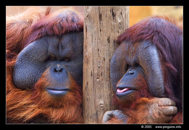 orang oetan ( Pongo pygmaeus ) Borneo orangutan
Schlüsselwörter: Las Aguilas Tenerife  oerang orang oetan orangutan primates primaten mensaap Pongo pygmaeus Borneo orangutan