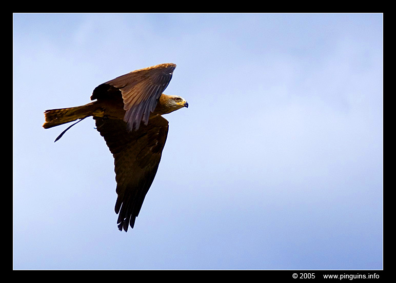Hawk or eagle ?
Havik of arend ?
Hawk or eagle?
Trefwoorden: Las Aguilas Tenerife hawk eagle havik arend