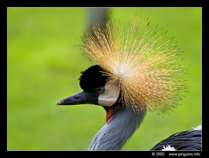 Loroparque kroonkraanvogel  ( Balearica regulorum )  crowned crane
Loroparque (Tenerife) 
Trefwoorden: Loroparque loropark Tenerife Balearica regulorum kroonkraanvogel crowned crane