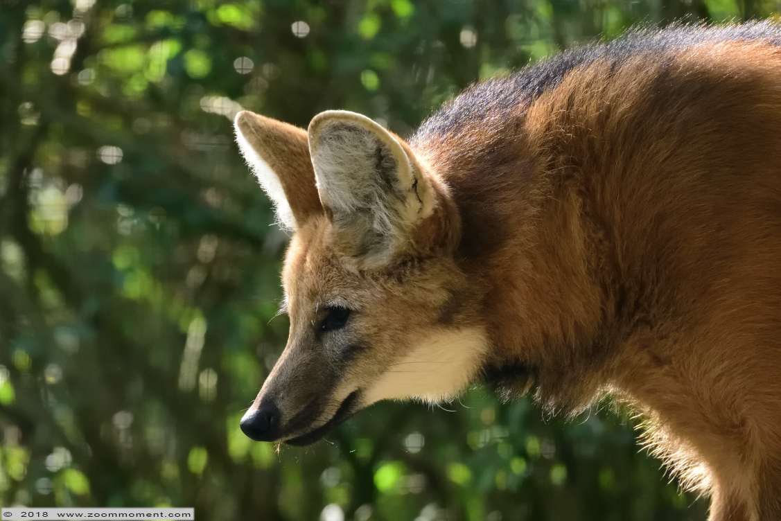 manenwolf ( Chrysocyon brachyurus ) maned wolf
Keywords: Aachen Aken zoo manenwolf Chrysocyon brachyurus maned wolf