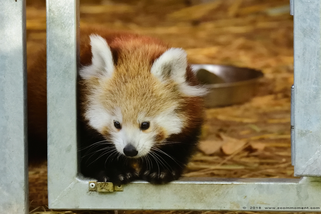 kleine of rode panda  ( Ailurus fulgens )    lesser or red panda
Keywords: Aachen Aken zoo red lesser panda rode kleine panda Ailurus fulgens