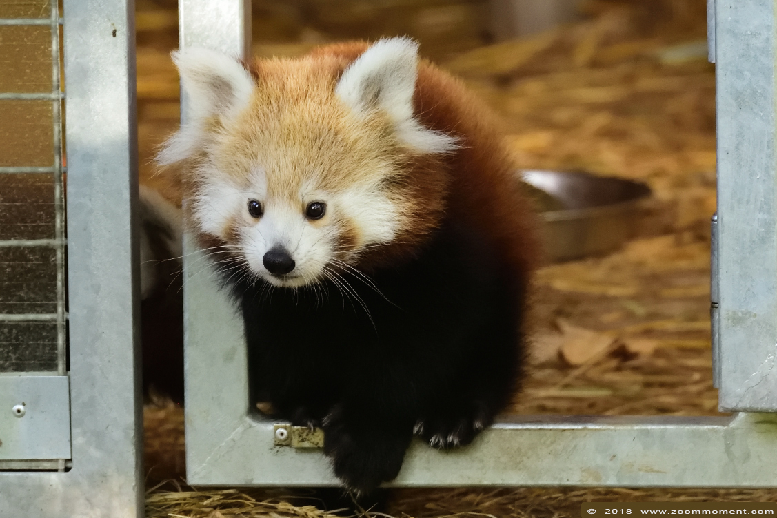 kleine of rode panda  ( Ailurus fulgens )    lesser or red panda
Trefwoorden: Aachen Aken zoo red lesser panda rode kleine panda Ailurus fulgens