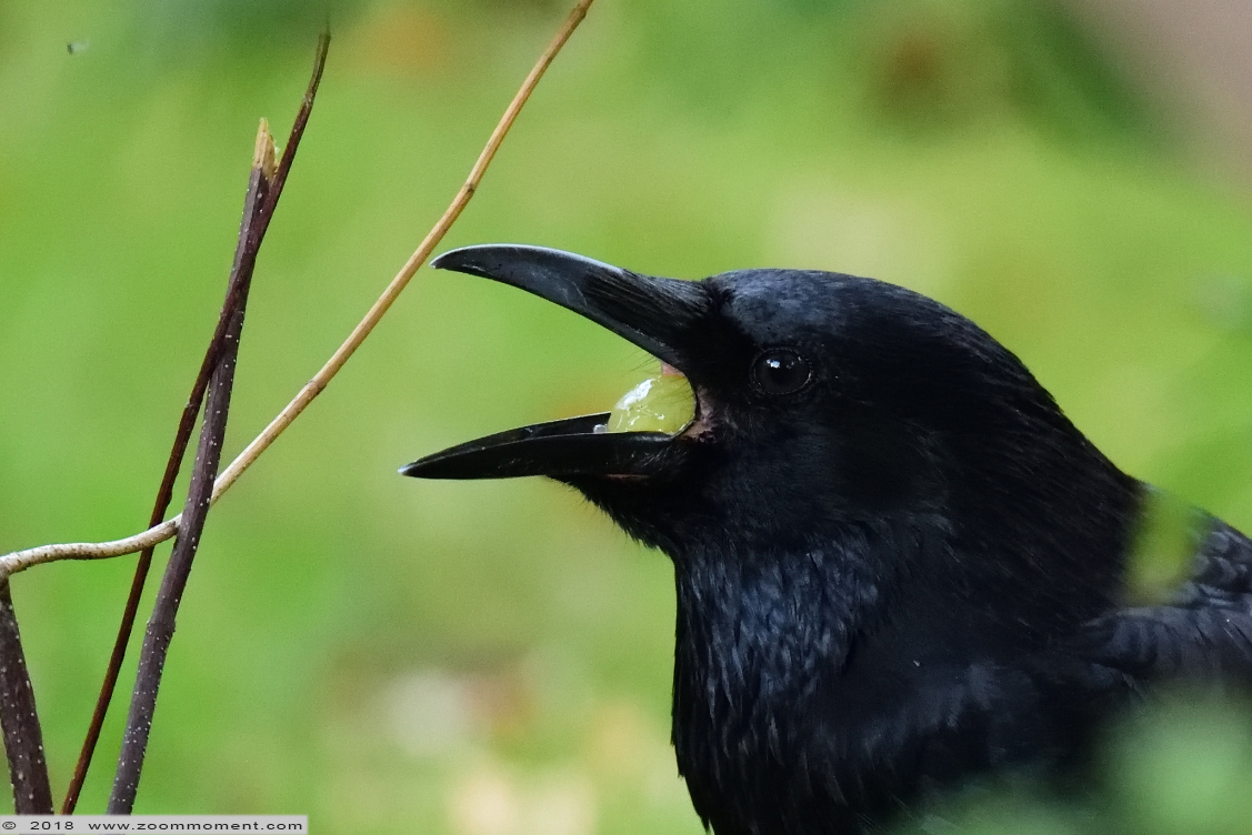 zwarte kraai ( Corvus corone ) carrion crow
Kulcsszavak: Aachen Aken zoo kraai zwarte kraai Corvus corone carrion crow