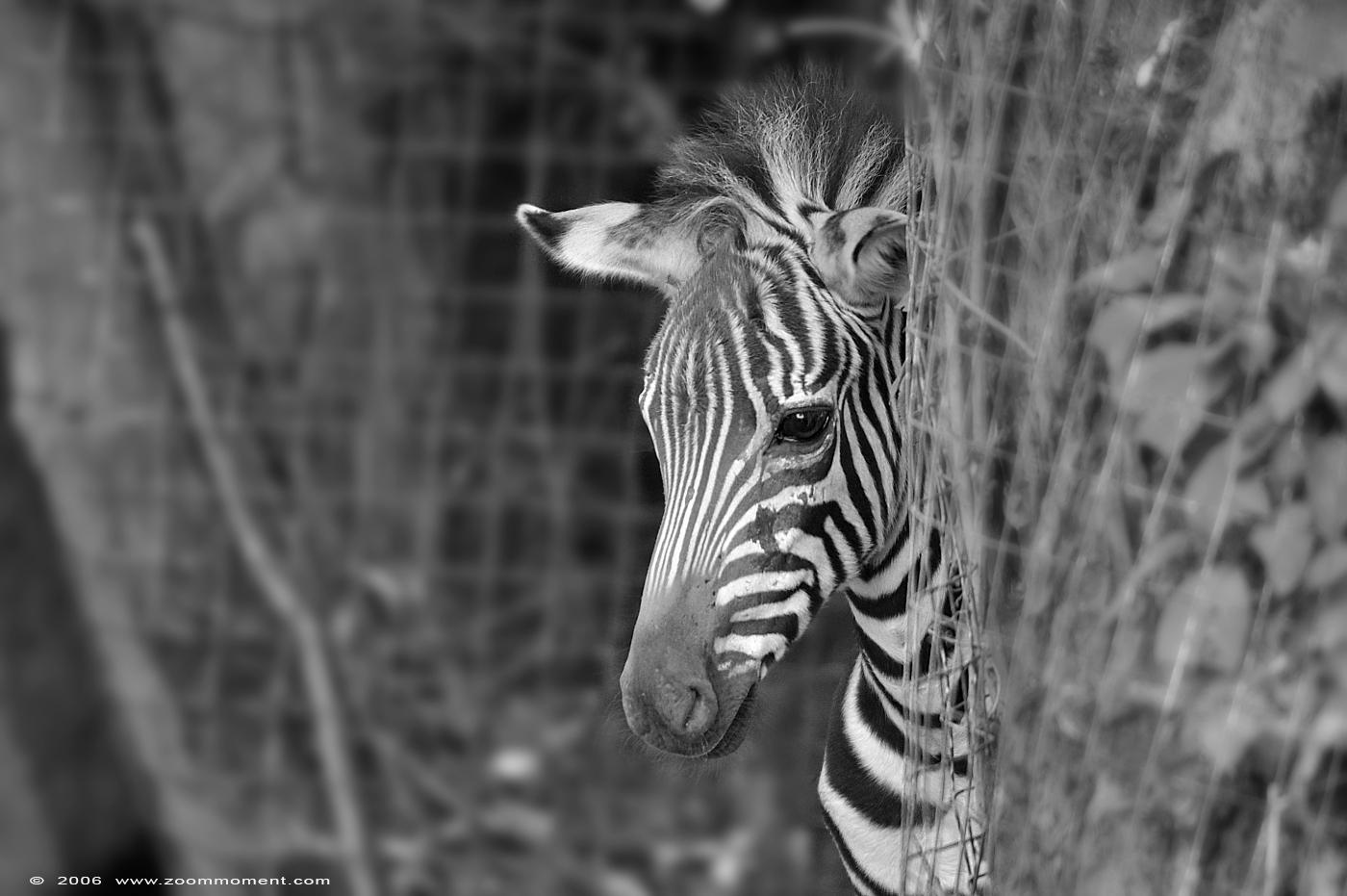 Grant or Böhm zebra  ( Equus quagga boehmi )
Avainsanat: Aachen Aken zoo Grant&#039;s zebra Equus quagga boehmi Grant zebra Böhm