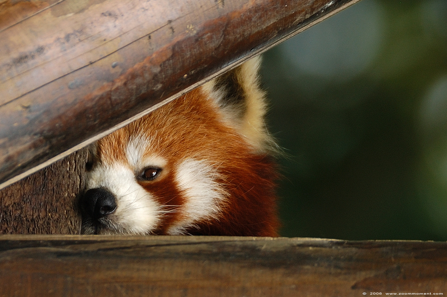 kleine of rode panda  ( Ailurus fulgens )  lesser or red panda
Keywords: Aachen Aken zoo red lesser panda rode kleine panda Ailurus fulgens