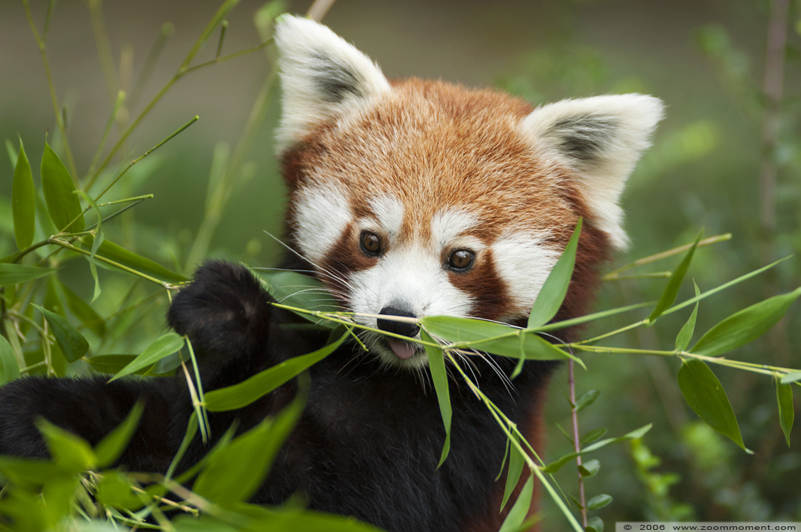kleine of rode panda ( Ailurus fulgens ) lesser or red panda
Trefwoorden: Aachen Aken zoo red lesser panda rode kleine panda Ailurus fulgens